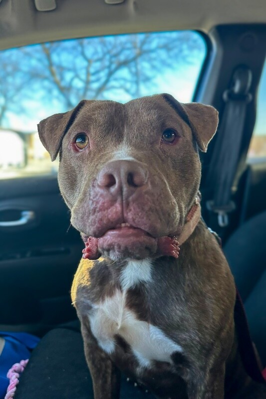 View Clee the Dog Photo #4