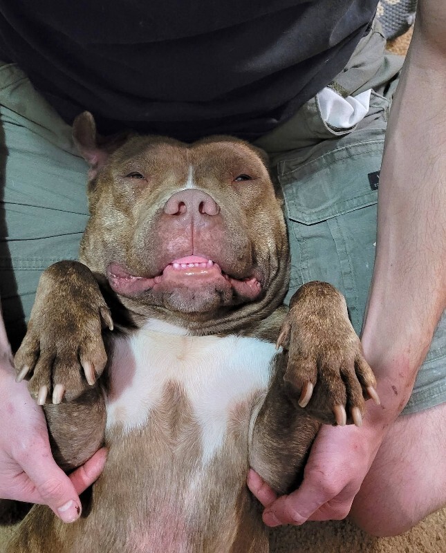 Help Rehome This Dog Clee