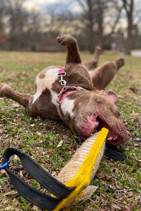 View Clee the Dog Photo #9