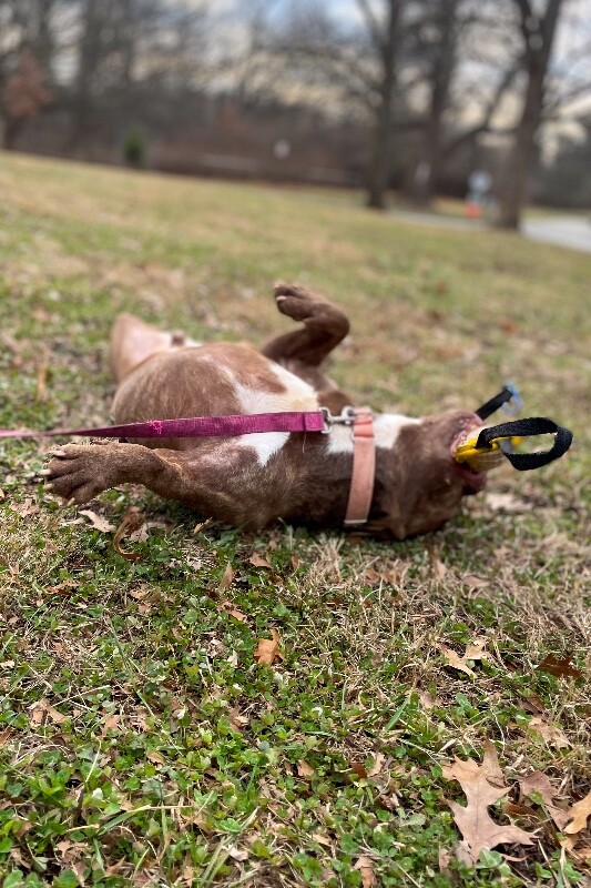 View Clee the Dog Photo #12