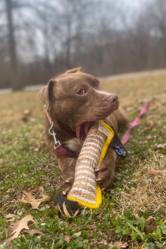 View Clee the Dog Photo #10