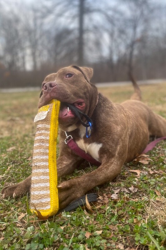 View Clee the Dog Photo #11