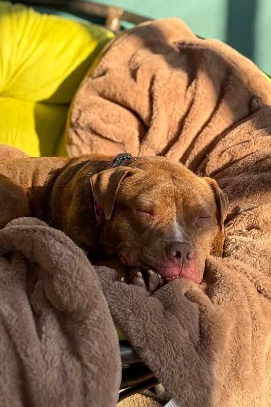 View Clee the Dog Photo #7