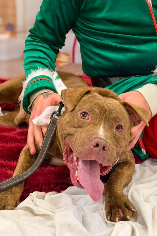 View Clee the Dog Photo #3