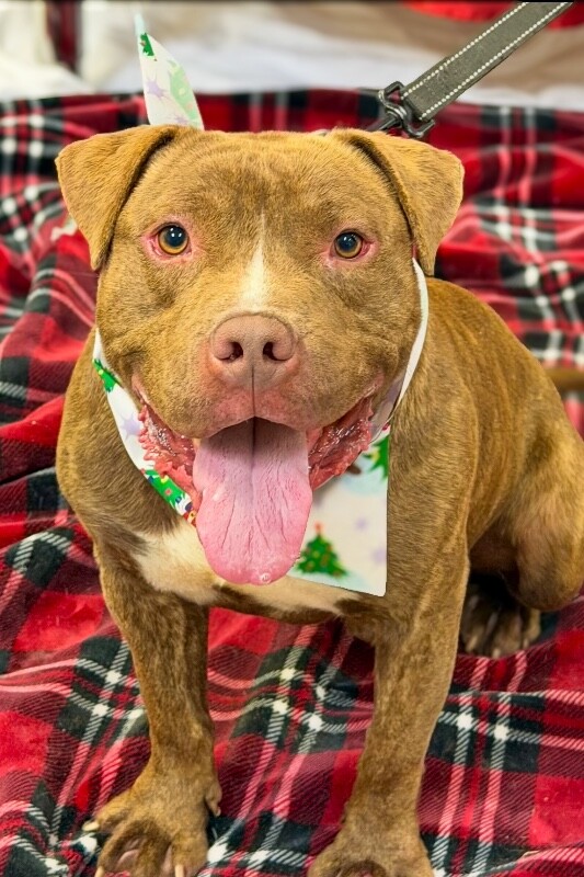 View Clee the Dog Photo #8