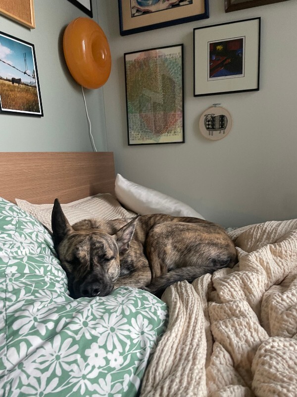 View Laika the Dog Photo #2