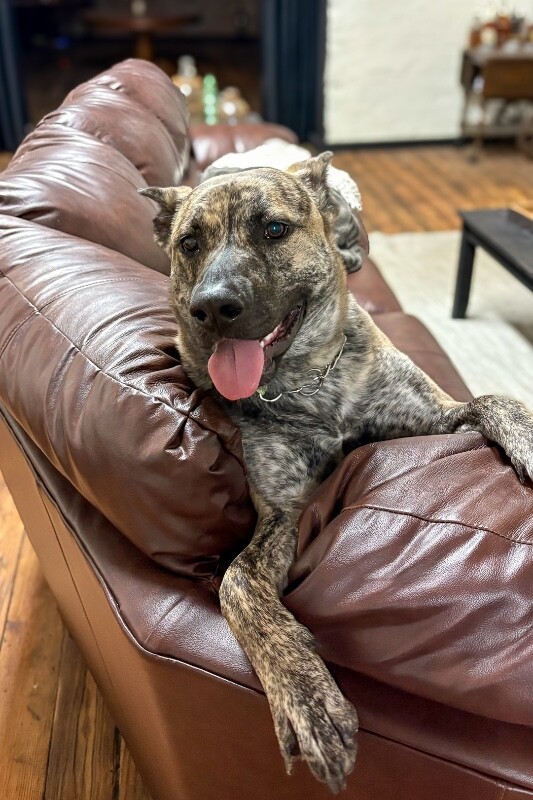 View Laika the Dog Photo #3