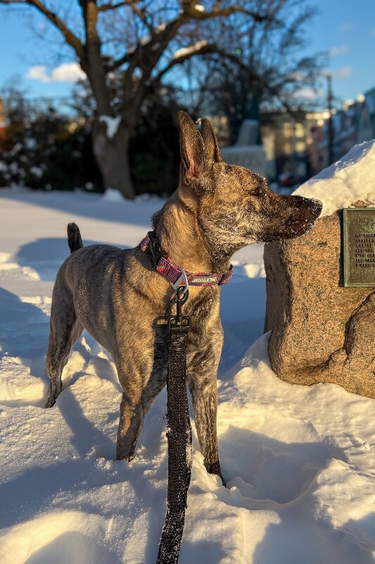 View Laika the Dog Photo #4