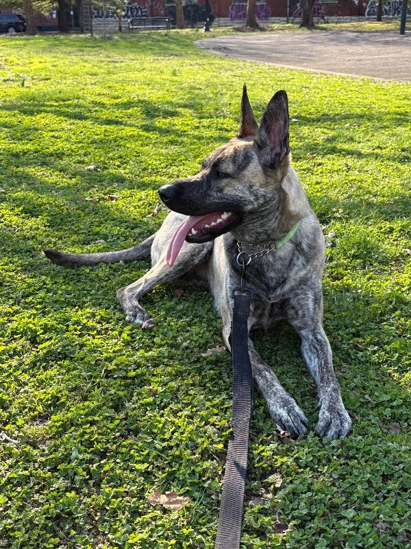 View Laika the Dog Photo #9