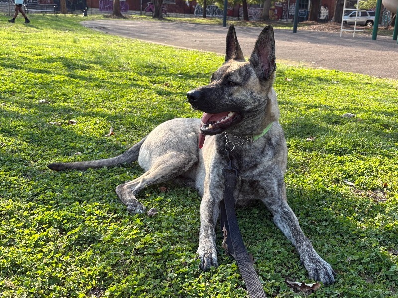 View Laika the Dog Photo #8