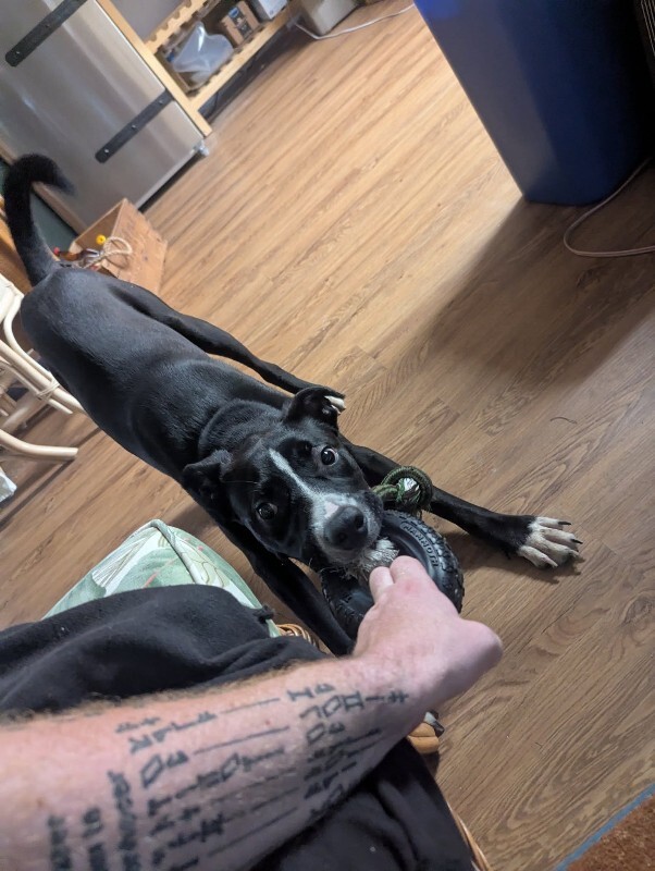 View Mashira the Dog Photo #8