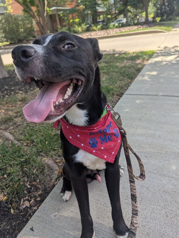 View Mashira the Dog Photo #9