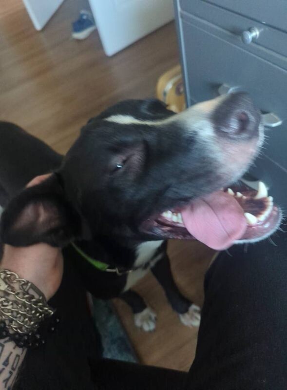 View Mashira the Dog Photo #5