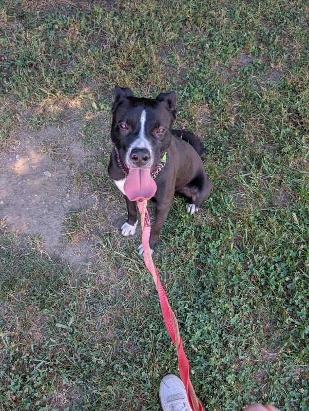 View Mashira the Dog Photo #15