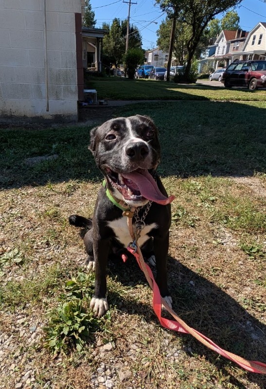 View Mashira the Dog Photo #14