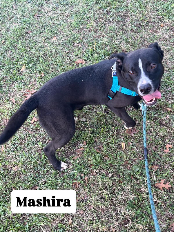 View Mashira the Dog Photo #16