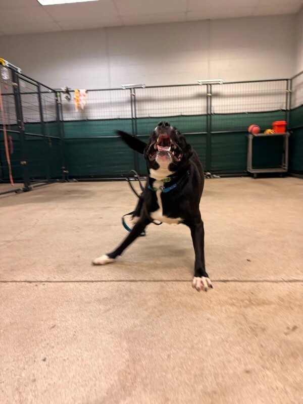 View Mashira the Dog Photo #7