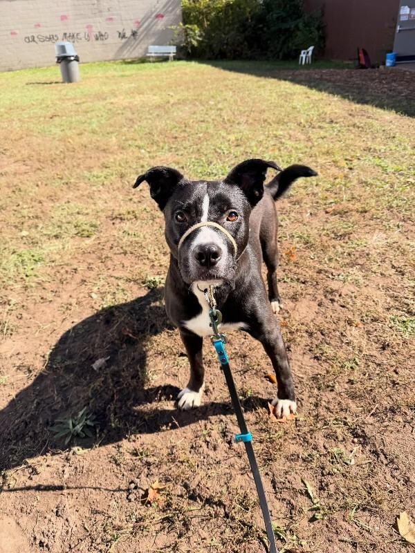 View Mashira the Dog Photo #10