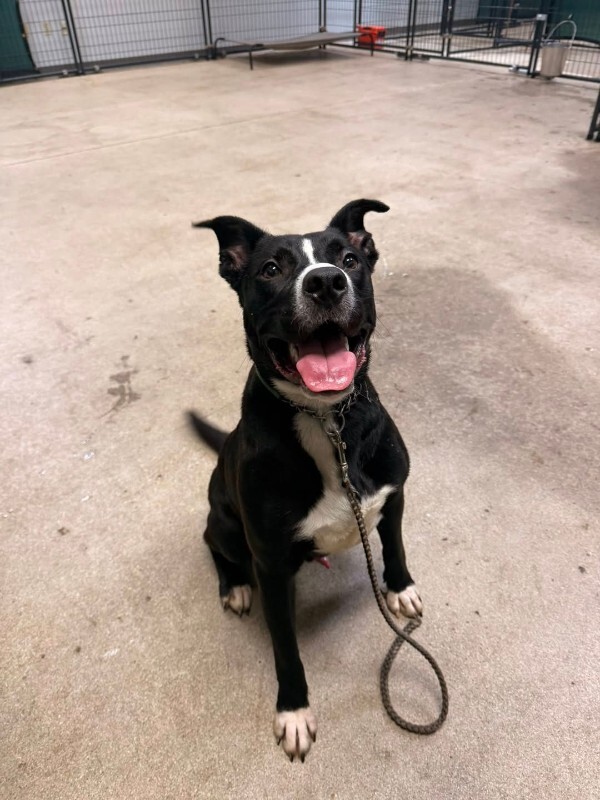 View Mashira the Dog Photo #12