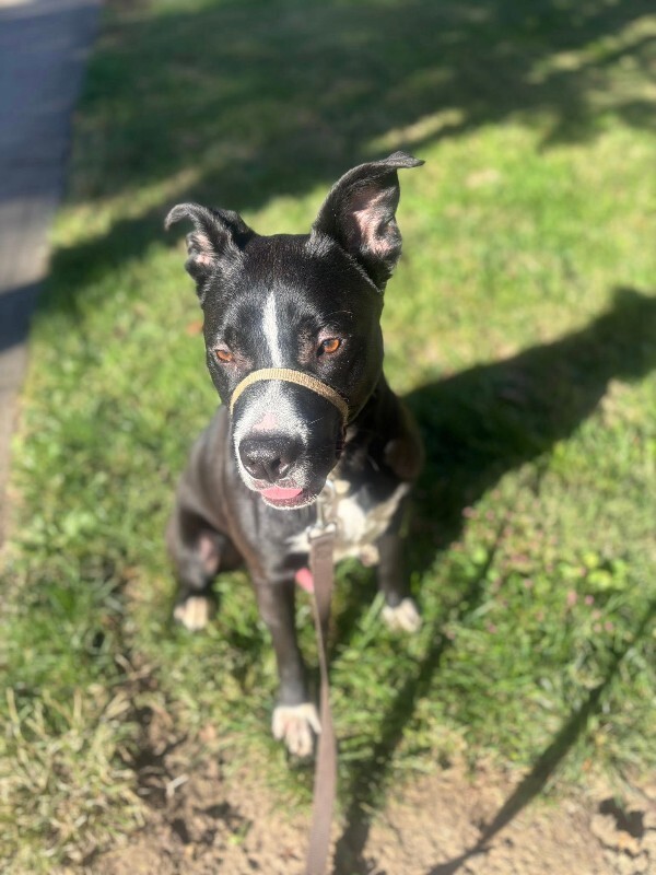 View Mashira the Dog Photo #13