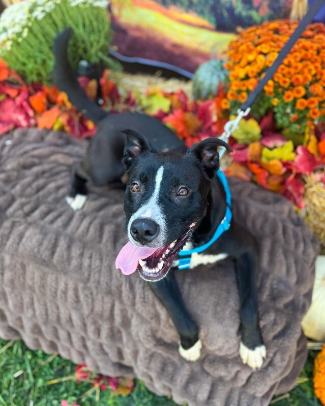 View Mashira the Dog Photo #4