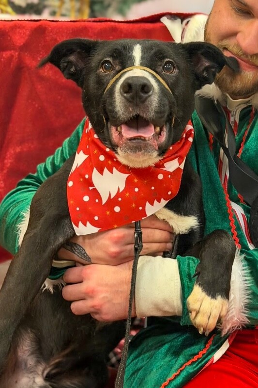 View Mashira the Dog Photo #2