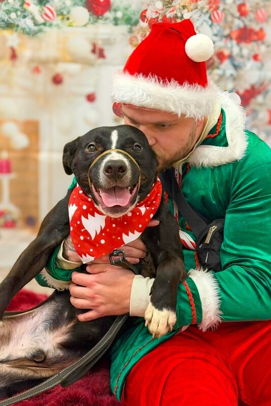 View Mashira the Dog Photo #3