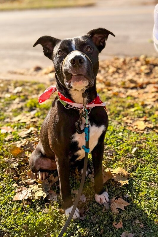 View Mashira the Dog Photo #17