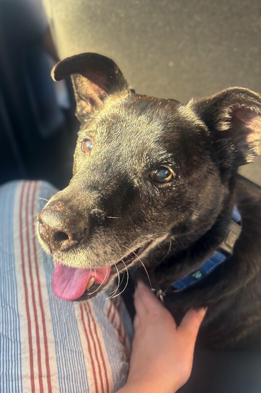 View Jack Nicklaus the Dog Photo #2