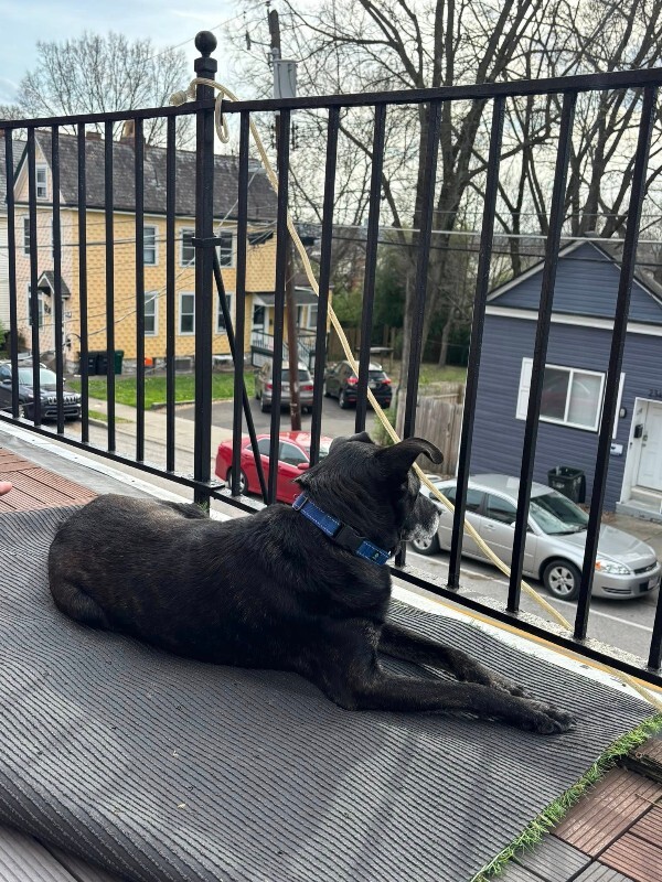 View Jack Nicklaus the Dog Photo #5