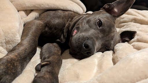 1eaa1a7be0c9c4ac9dcf37c5ef76de9f8f29019a 1