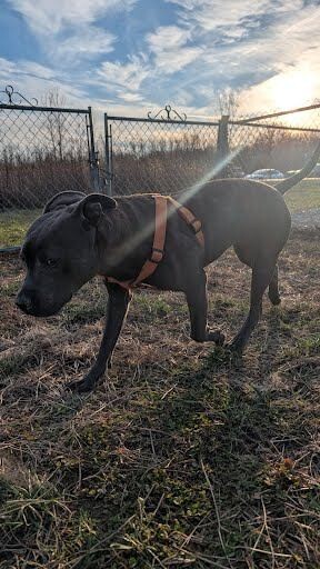 View Diner the Dog Photo #10