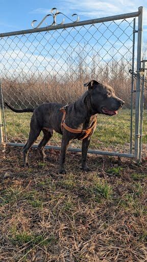 View Diner the Dog Photo #11