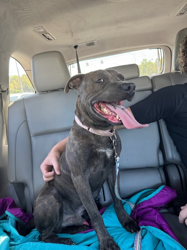 View Diner the Dog Photo #9