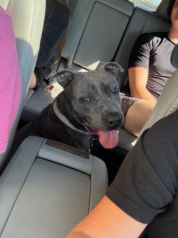 View Diner the Dog Photo #7