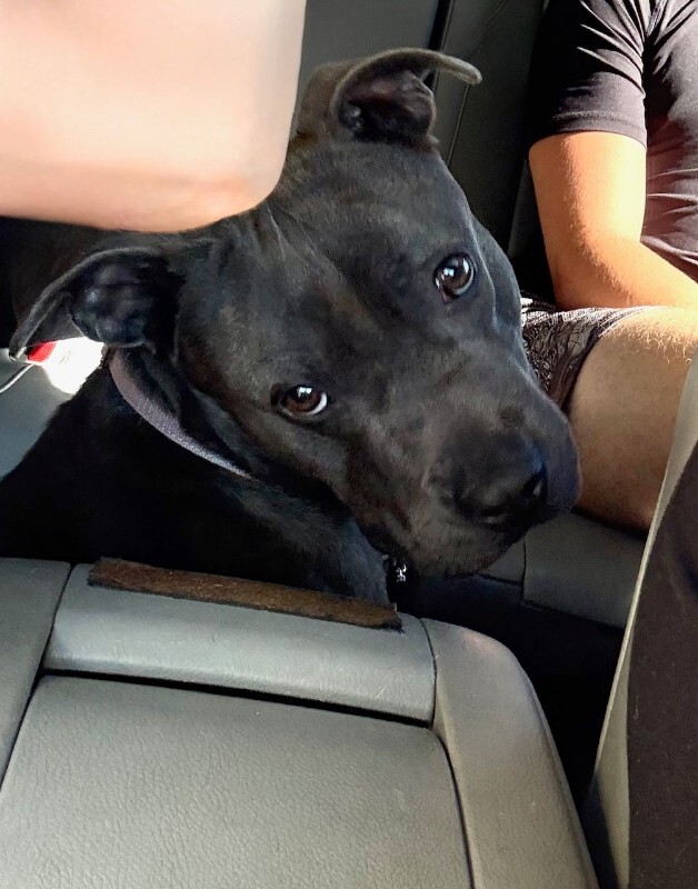 View Diner the Dog Photo #6