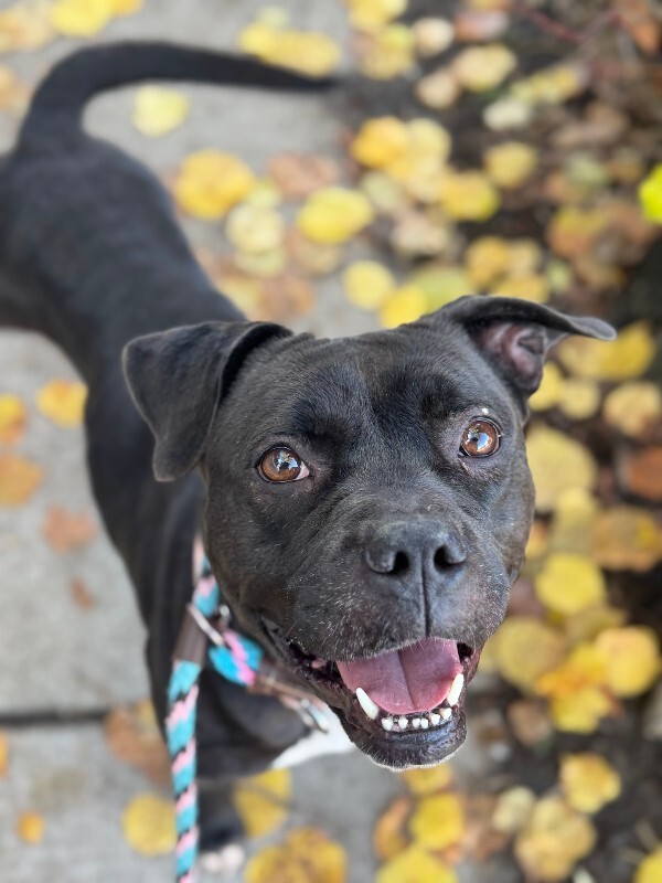 View Noella the Dog Photo #6