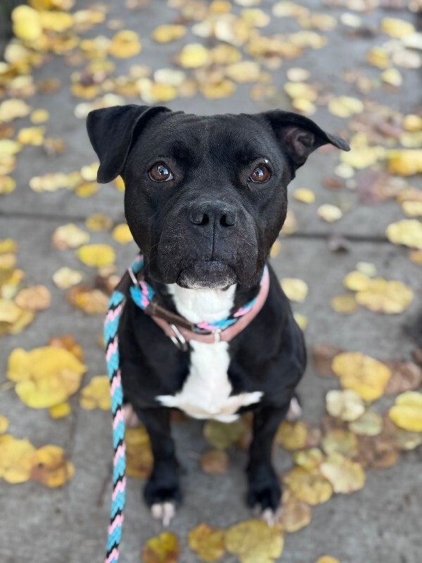 View Noella the Dog Photo #7