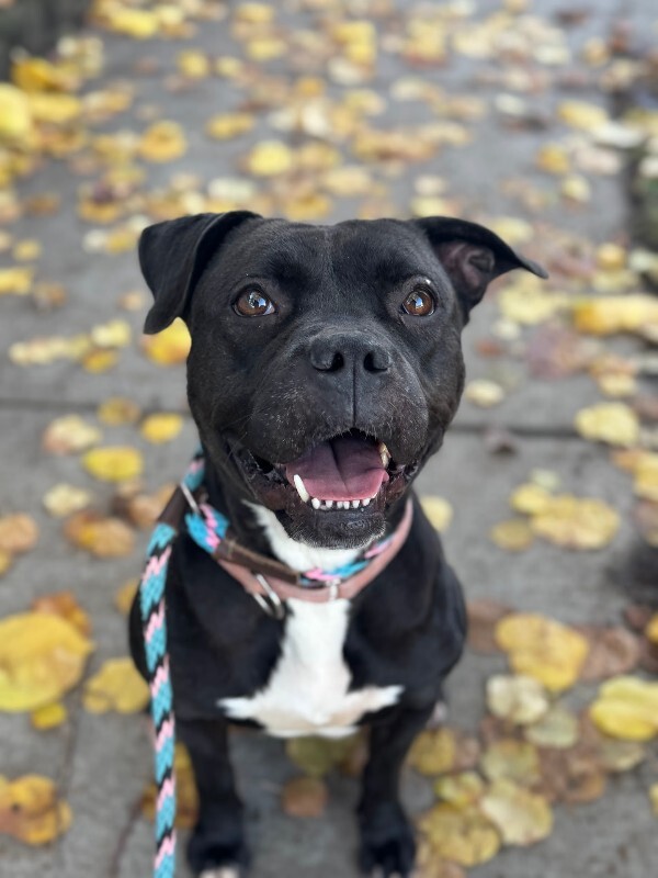 View Noella the Dog Photo #5