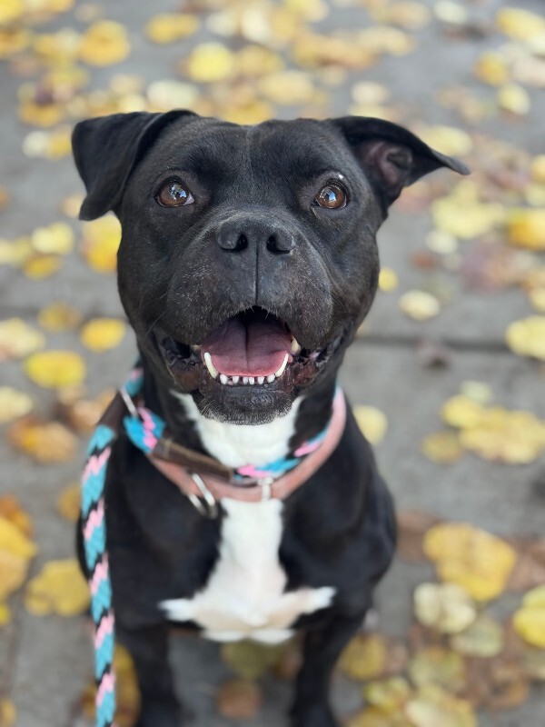 View Noella the Dog Photo #11