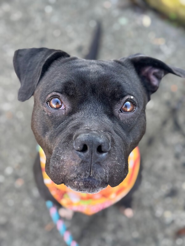 View Noella the Dog Photo #8