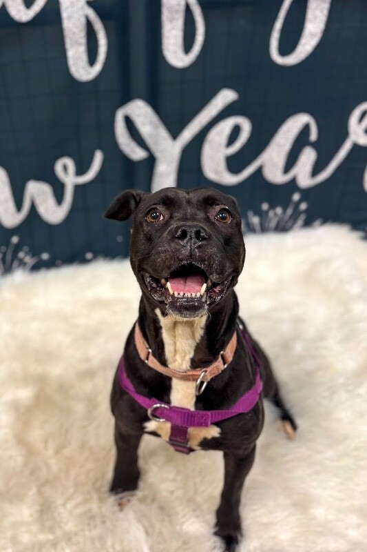 View Noella the Dog Photo #3