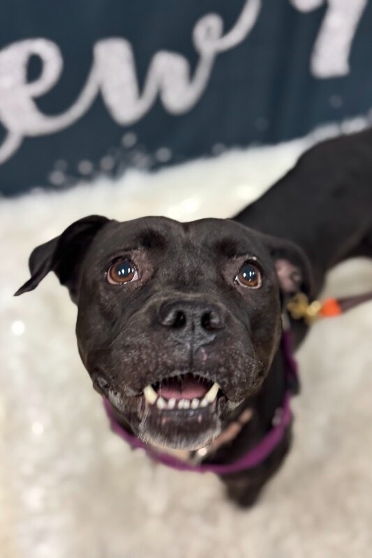 View Noella the Dog Photo #9