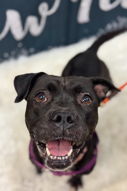 View Noella the Dog Photo #2