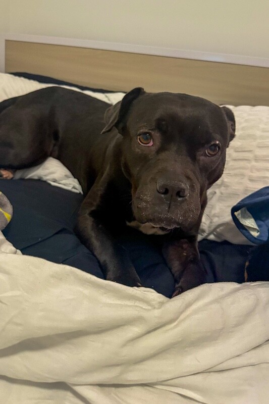 View Noella the Dog Photo #12