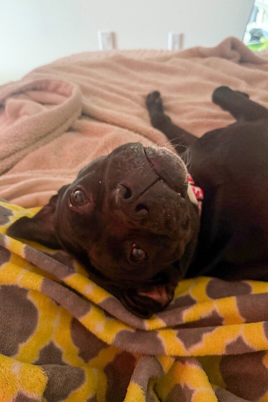 View Noella the Dog Photo #5