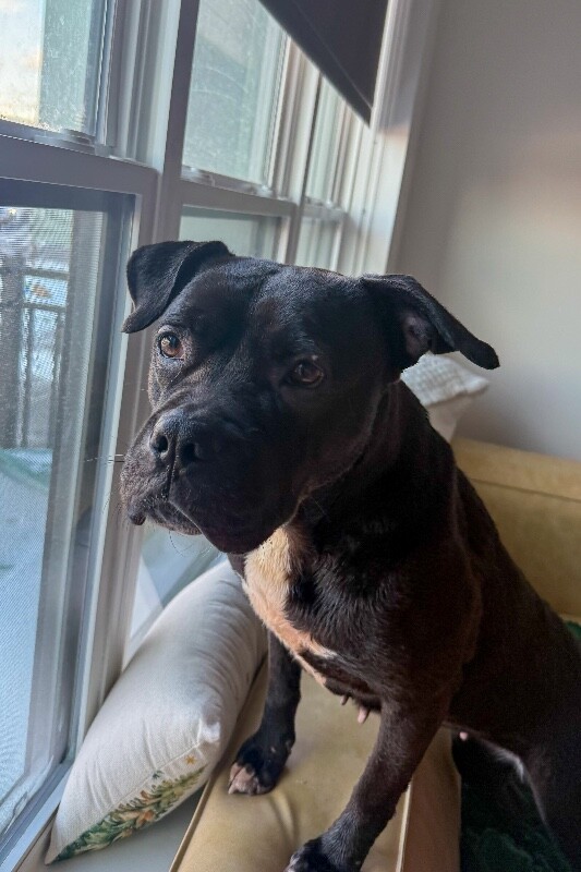 View Noella the Dog Photo #2