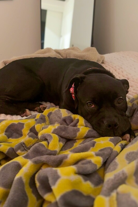 View Noella the Dog Photo #7