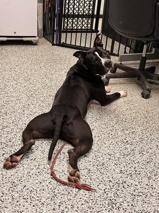 View Found Dog Photo #6