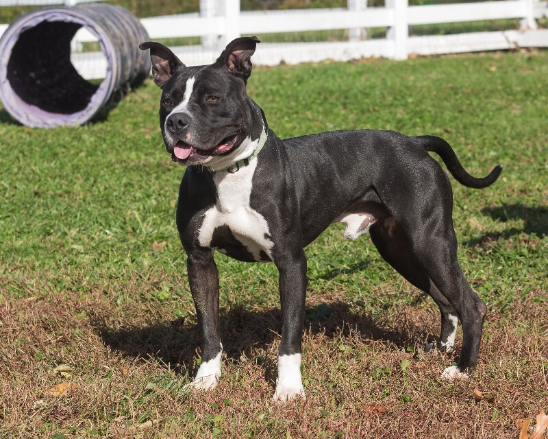 View Found Dog Photo #10